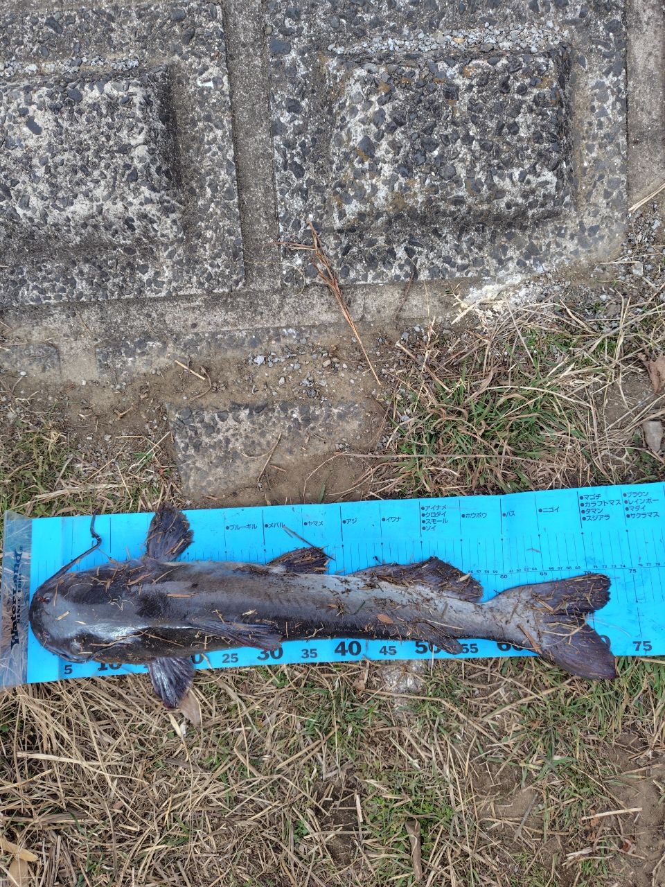 アメリカンキャットフィッシュ