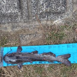 アメリカンキャットフィッシュ