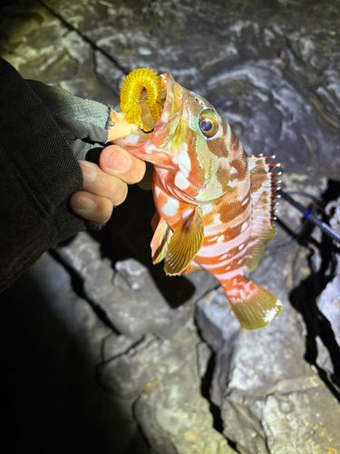 アカハタの釣果