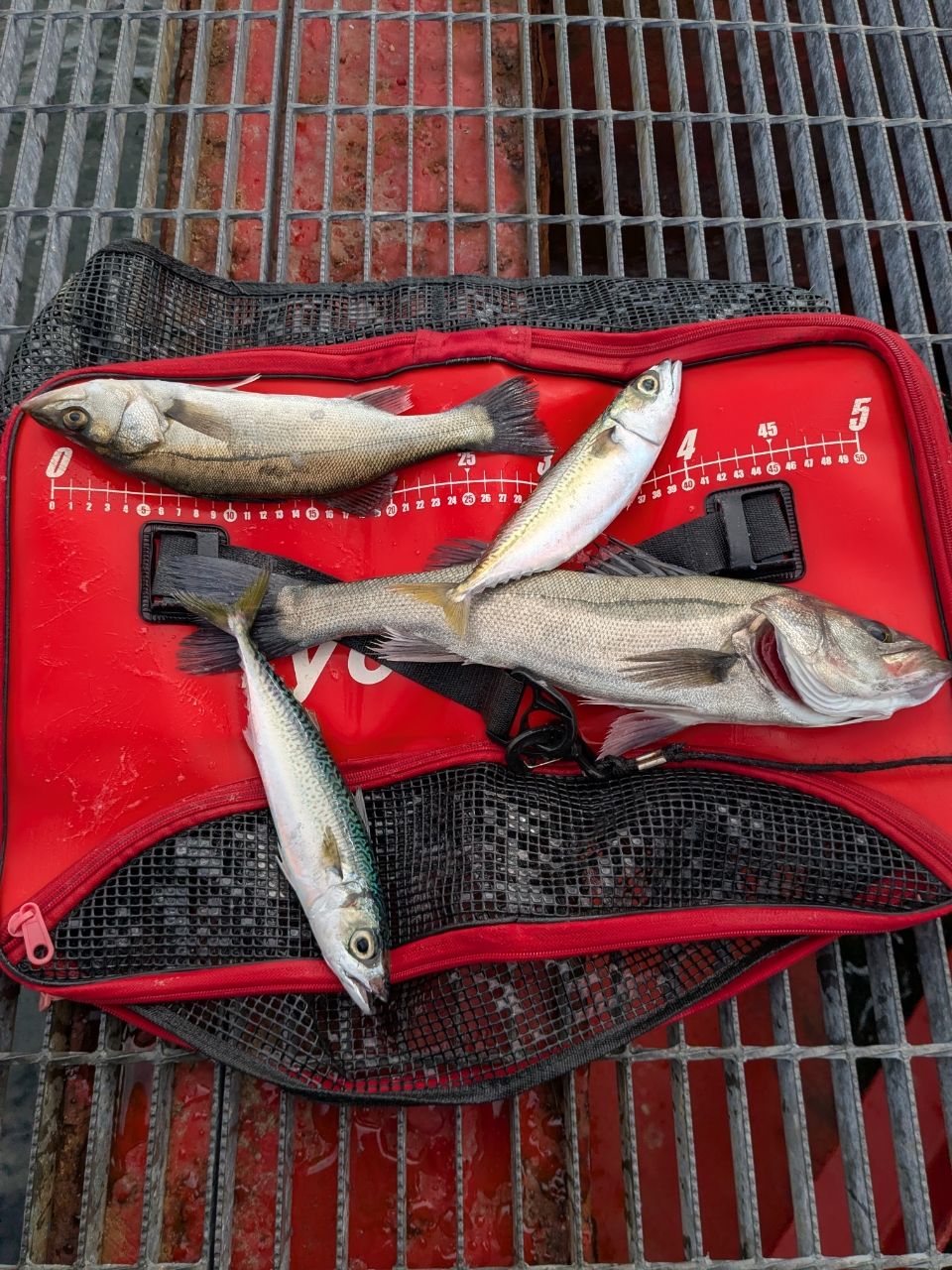 ハネ（マルスズキ）