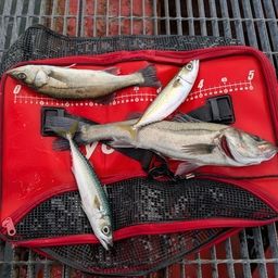 ハネ（マルスズキ）