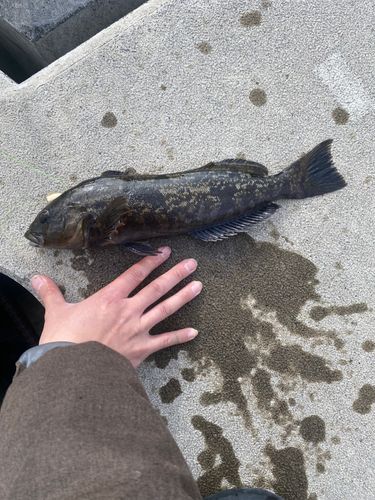 アイナメの釣果