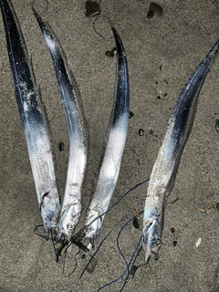 タチウオの釣果