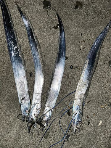 タチウオの釣果