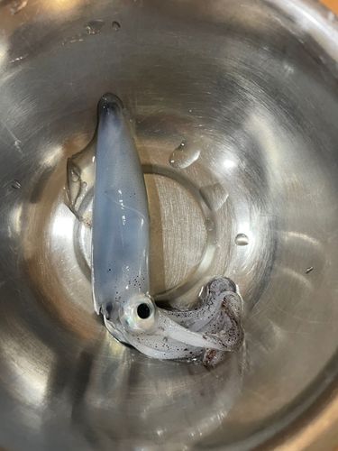 イカの釣果