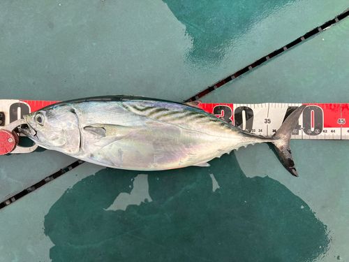 スマガツオの釣果