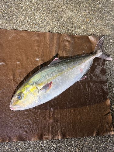 カンパチの釣果