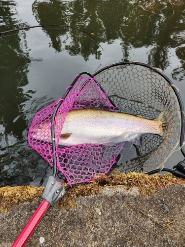 ニジマスの釣果