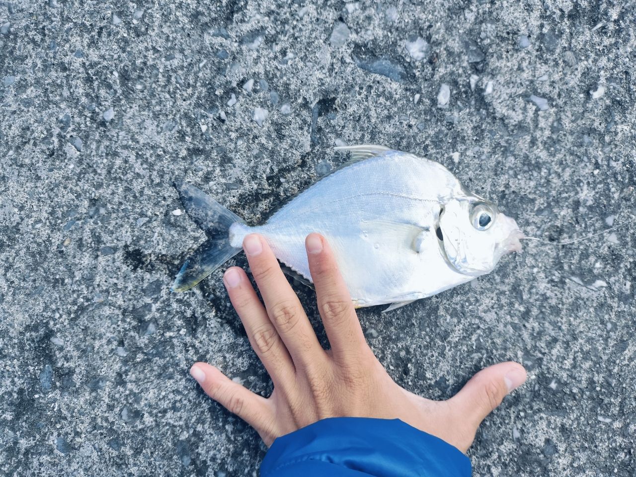 セイタカヒイラギ