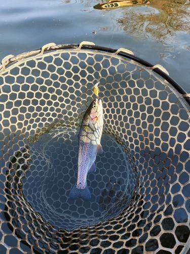 ニジマスの釣果