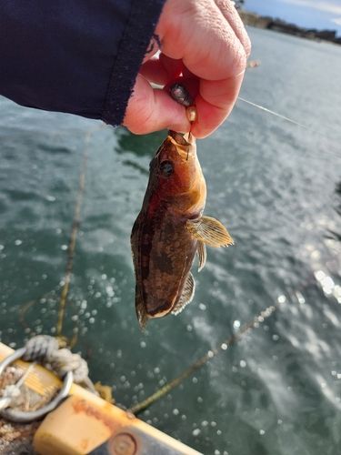 アイナメの釣果