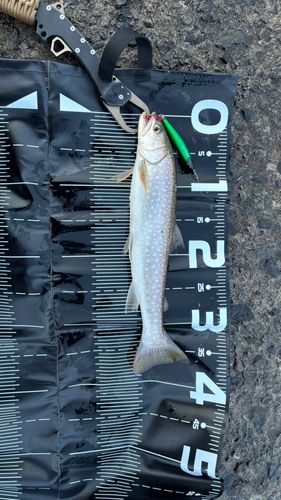 アメマスの釣果