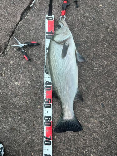 ヒラスズキの釣果