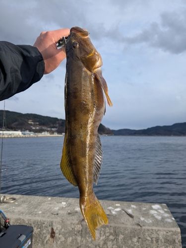アイナメの釣果