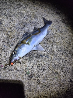 フッコ（マルスズキ）の釣果