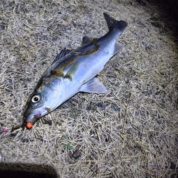 フッコ（マルスズキ）