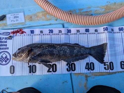 アイナメの釣果