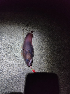 エゾイソアイナメの釣果