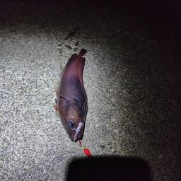 エゾイソアイナメ