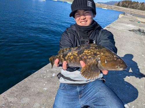 アイナメの釣果