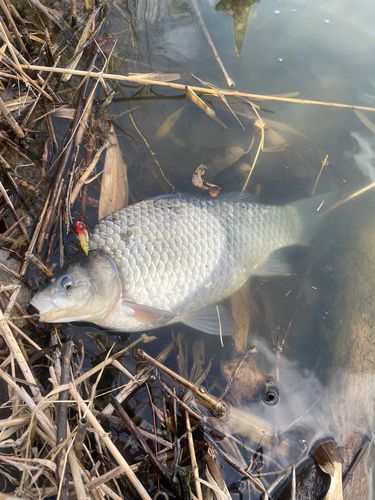 ヘラブナの釣果