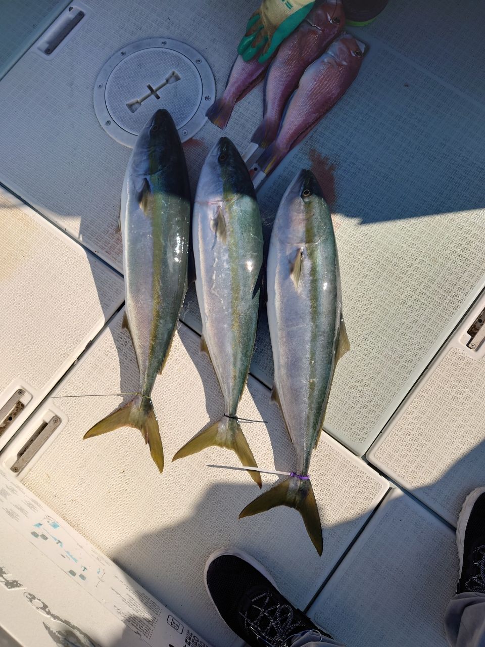 SHIMANO 19オシアジガー コンセプトS S64-2の最安値・インプレ・釣果