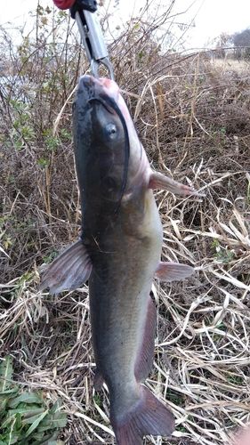 アメリカナマズの釣果
