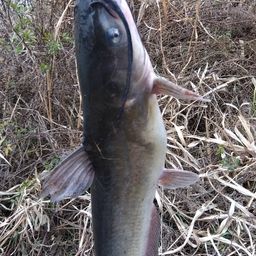 アメリカナマズ