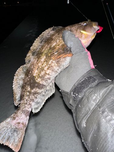 アイナメの釣果