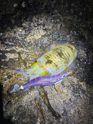 アオリイカの釣果