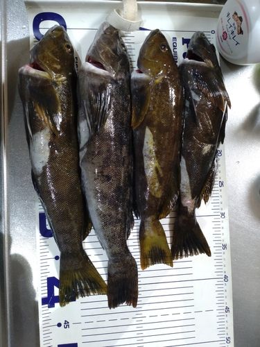 アイナメの釣果