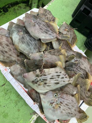 東京湾（アクアライン〜富津）