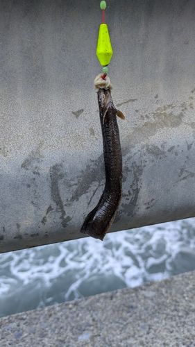 東京湾（富津〜金谷）