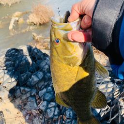 スモールマウスバス