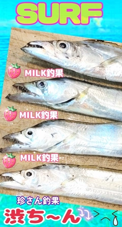 タチウオの釣果