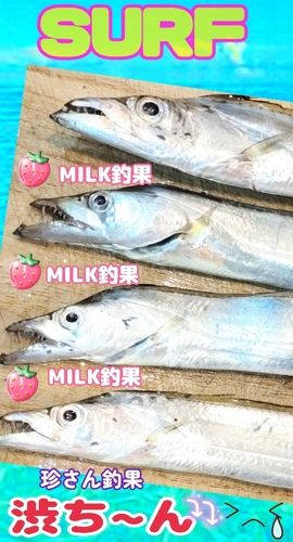 タチウオの釣果