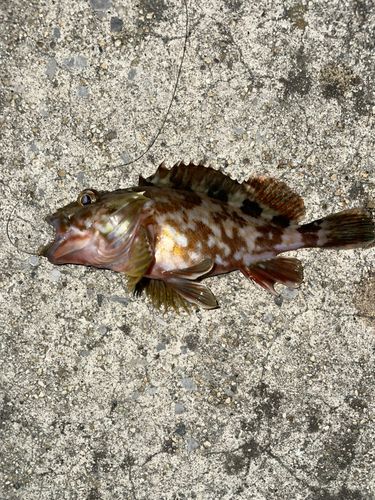カサゴの釣果