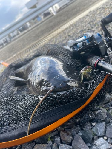 ナマズの釣果