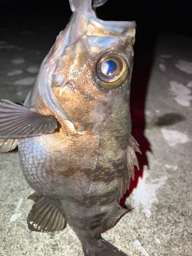 シロメバルの釣果