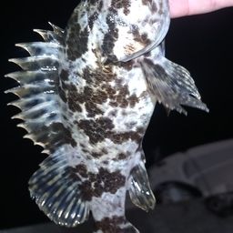 タケノコメバル