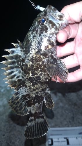 タケノコメバルの釣果