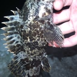 タケノコメバル