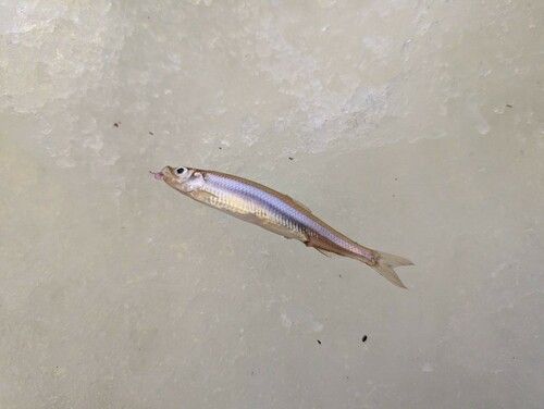 ワカサギの釣果