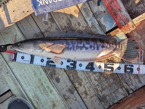 チャドーの釣果