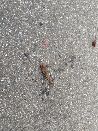 相馬港釣り桟橋