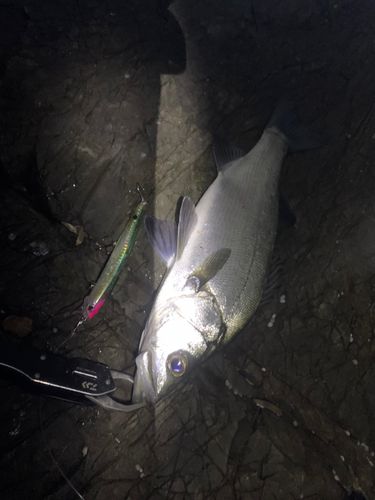 ヒラスズキの釣果