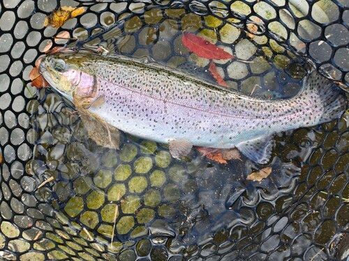 トラウトの釣果