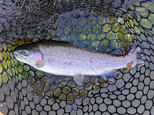 トラウトの釣果