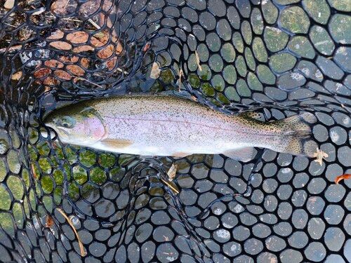 トラウトの釣果