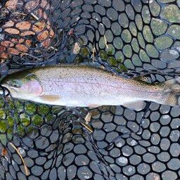 トラウト
